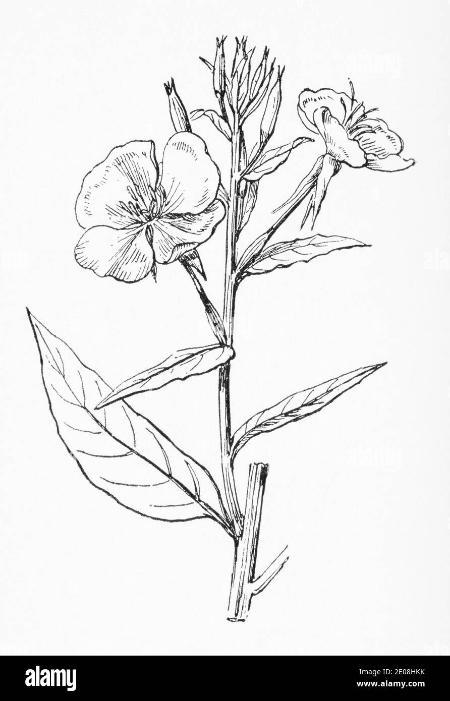 Old botanical illustration engraving of Evening Primrose / Oenothera biennis. Traditional medicinal herbal plant. See Notes Stock Photo