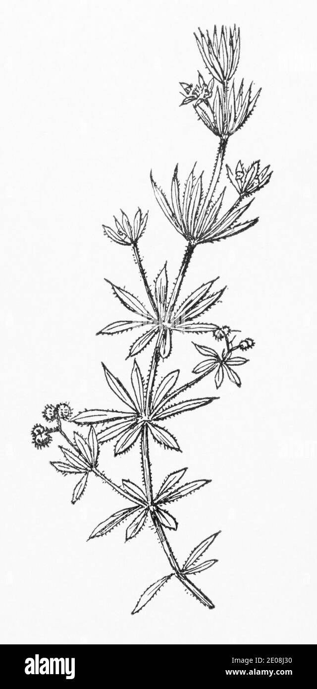 Galium aparine botanical illustration hires stock photography and