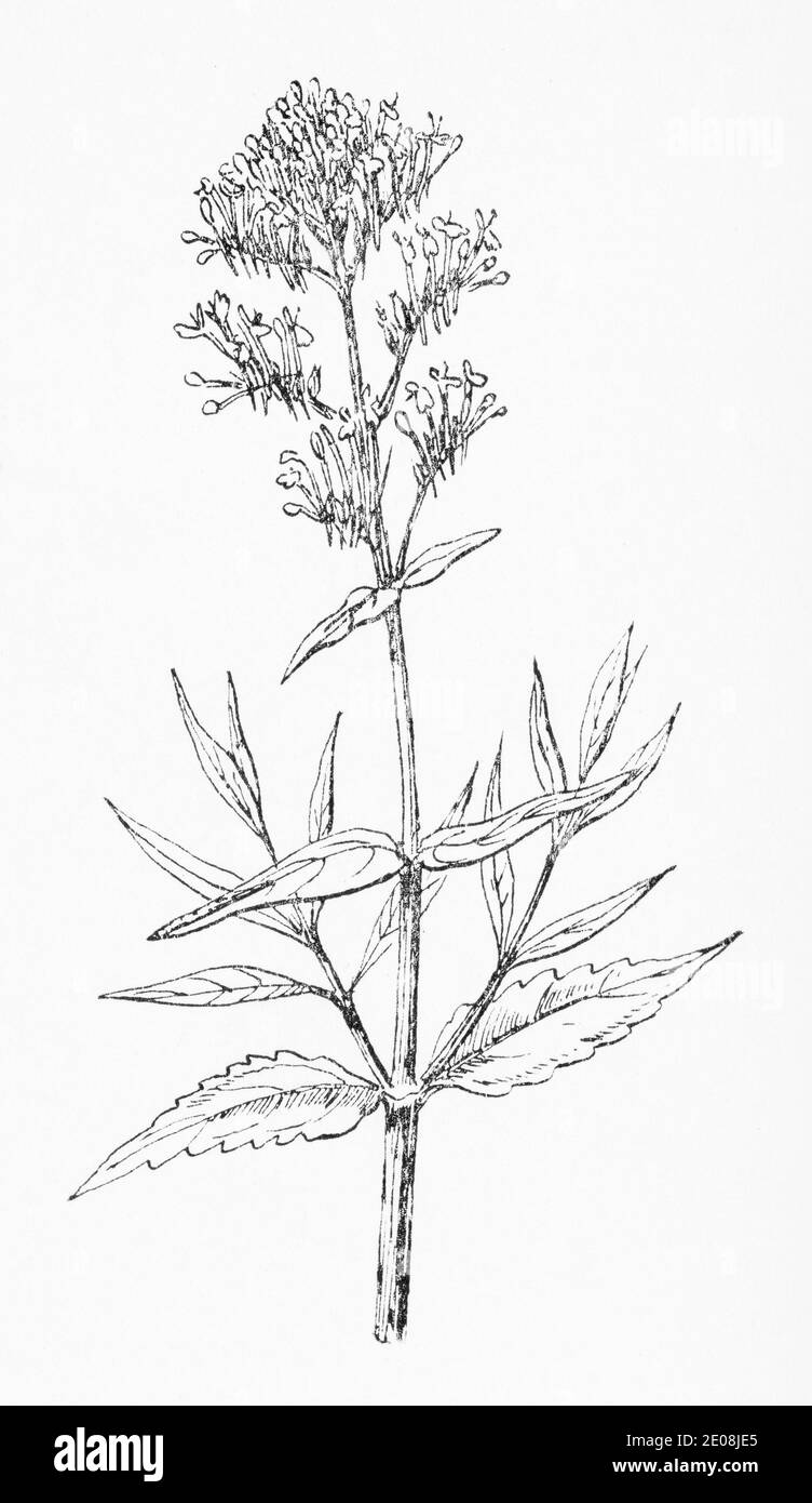 Old botanical illustration engraving of Red Valerian / Centranthus ruber. See Notes Stock Photo