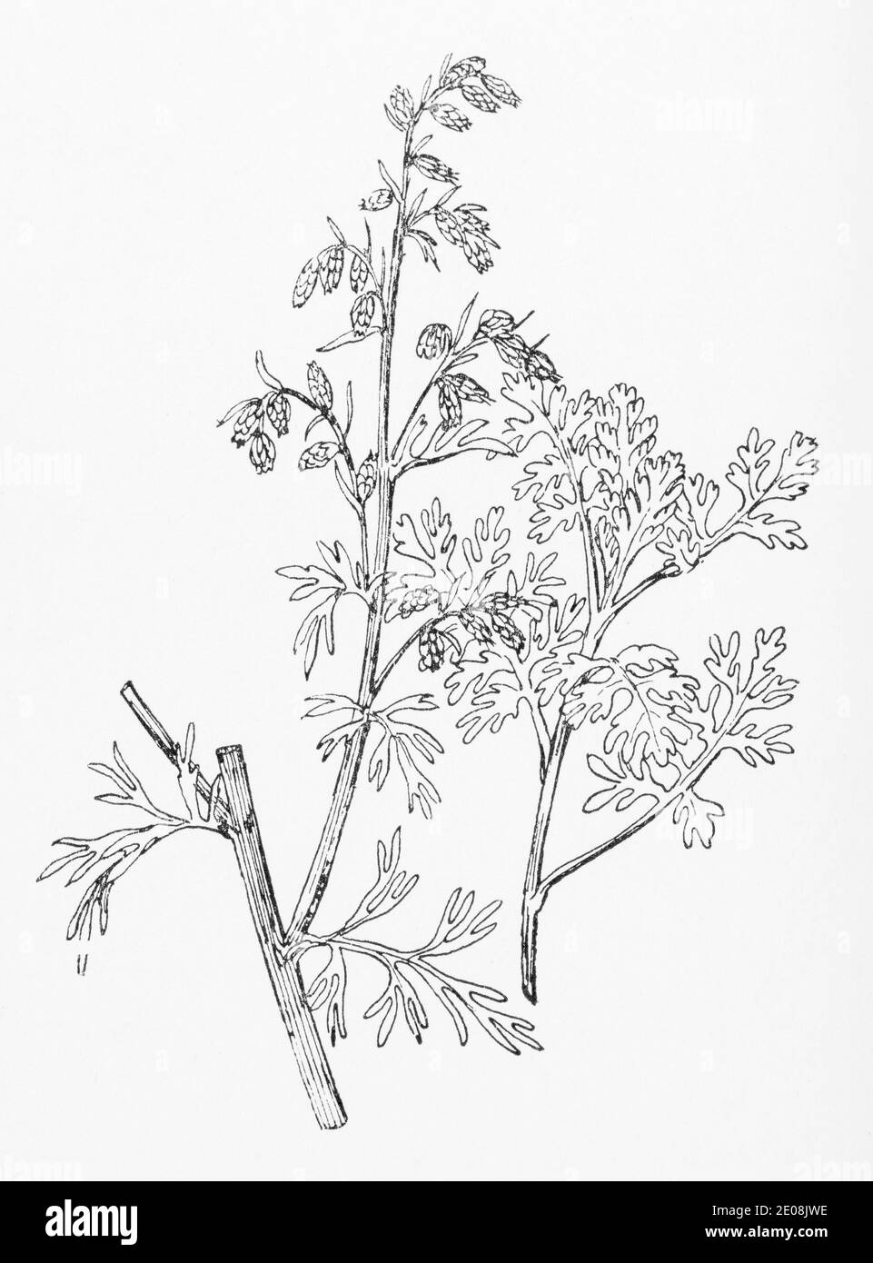 Old botanical illustration engraving of Sea Wormwood / Artemisia maritima. Traditional medicinal herbal plant. See Notes Stock Photo