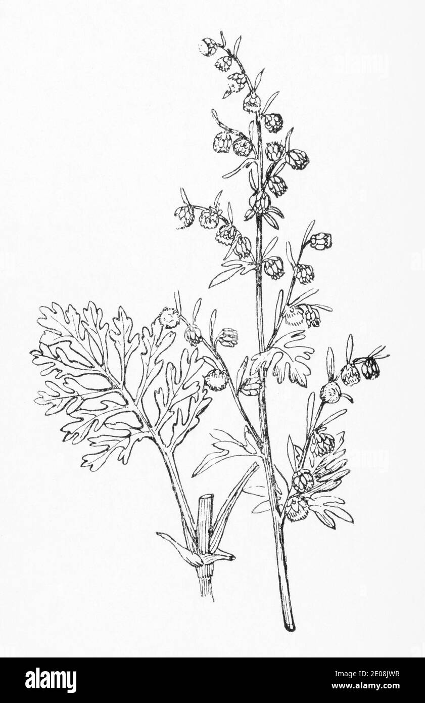 Old botanical illustration engraving of Wormwood / Artemisia absinthium. Traditional medicinal herbal plant. See Notes Stock Photo
