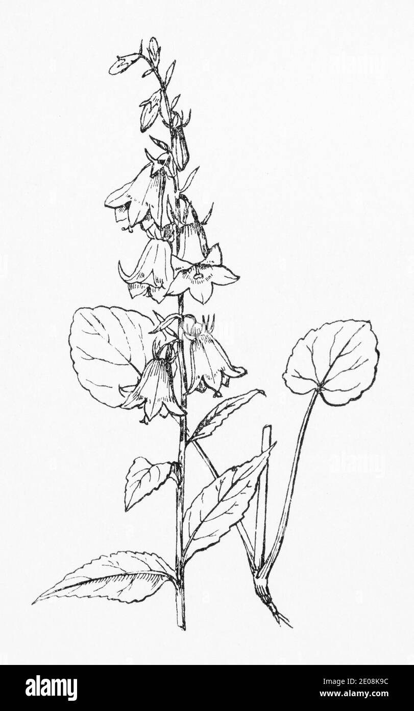 Old botanical illustration engraving of Creeping Bell Flower / Campanula rapunculoides. Traditional medicinal herbal plant. See Notes Stock Photo