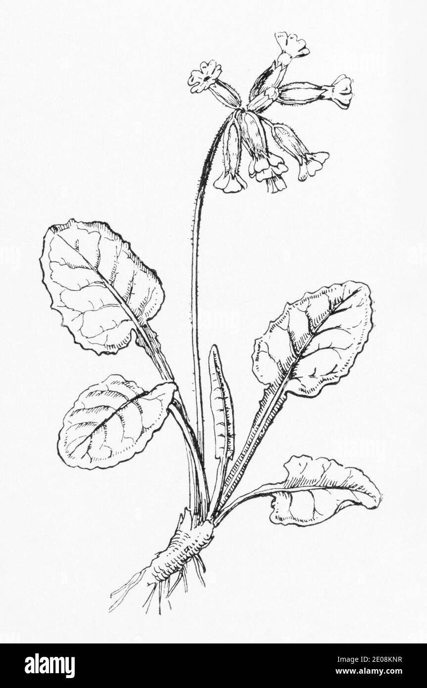 Old botanical illustration engraving of Cowslip / Primula veris. Traditional medicinal herbal plant. See Notes Stock Photo