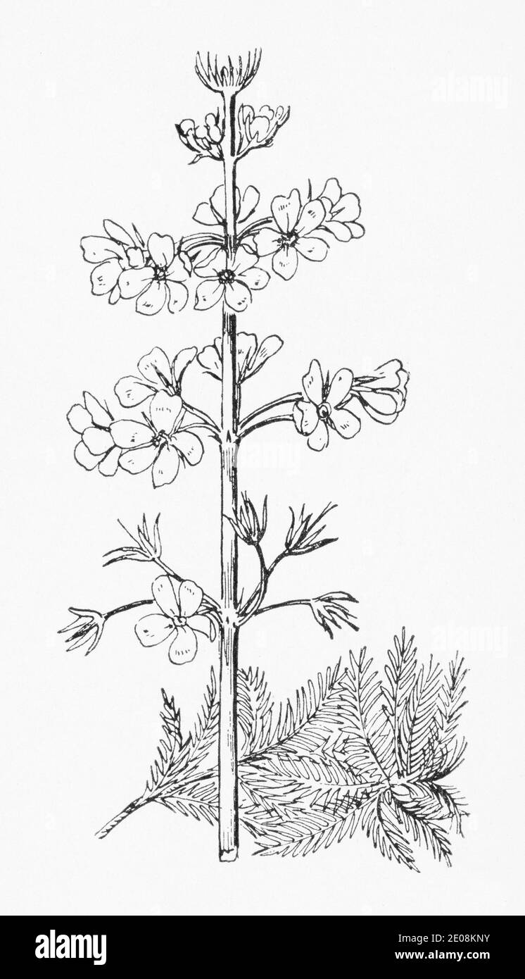 Old botanical illustration engraving of Water Violet / Hottonia palustris. See Notes Stock Photo