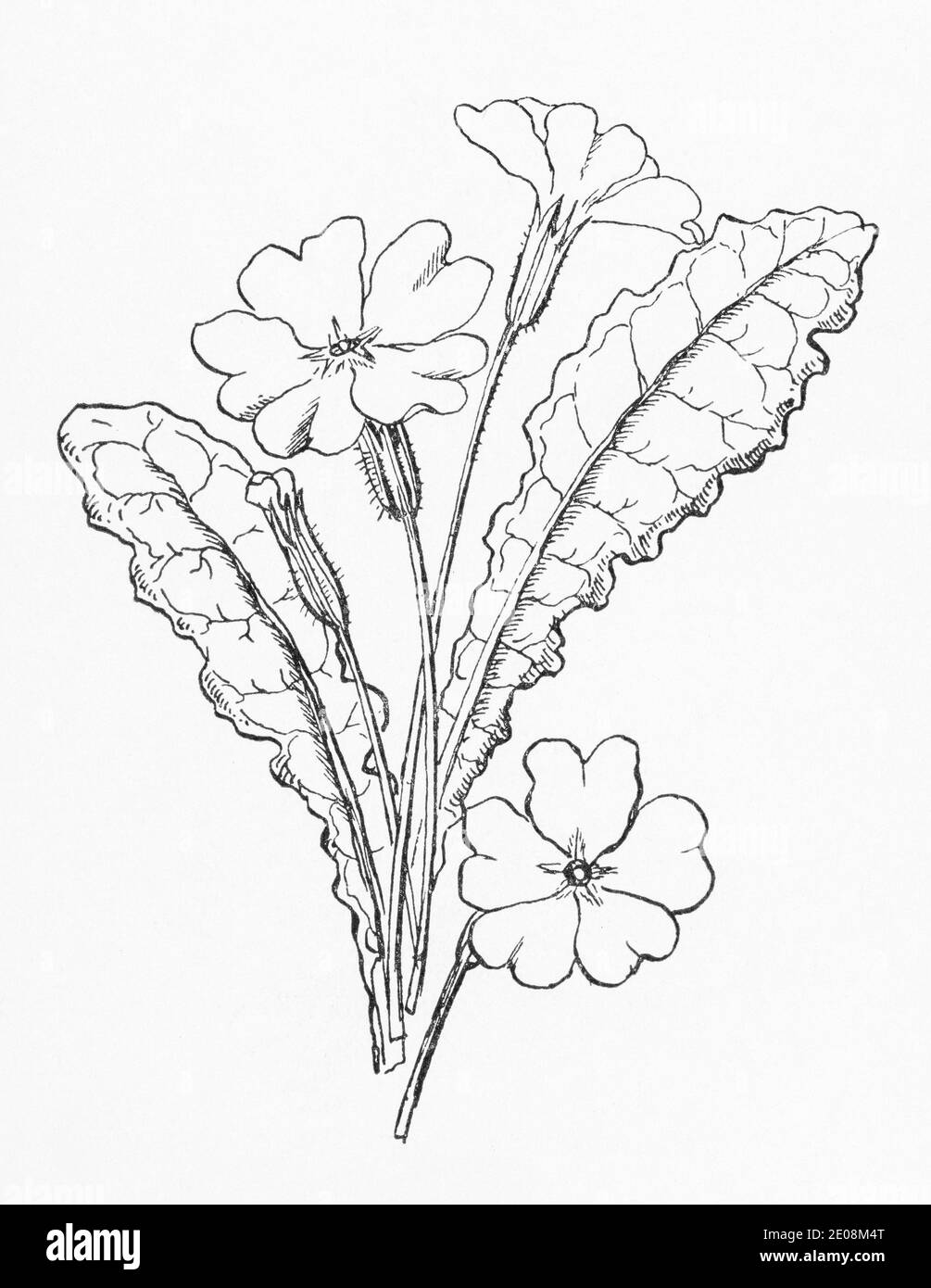 Old botanical illustration engraving of Primrose / Primula vulgaris. Traditional medicinal herbal plant. See Notes Stock Photo