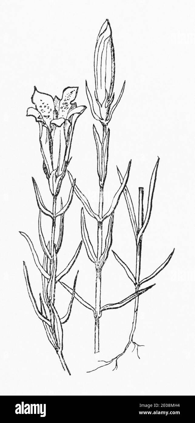 Old botanical illustration engraving of Gentiana pneumonanthe / Marsh Gentian. Gerarde's Herbal mentions use as a medicine. See Notes Stock Photo