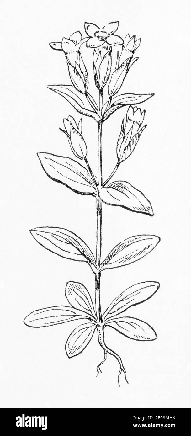 Old botanical illustration engraving of Gentianella campestris / Field Gentian. See Notes Stock Photo