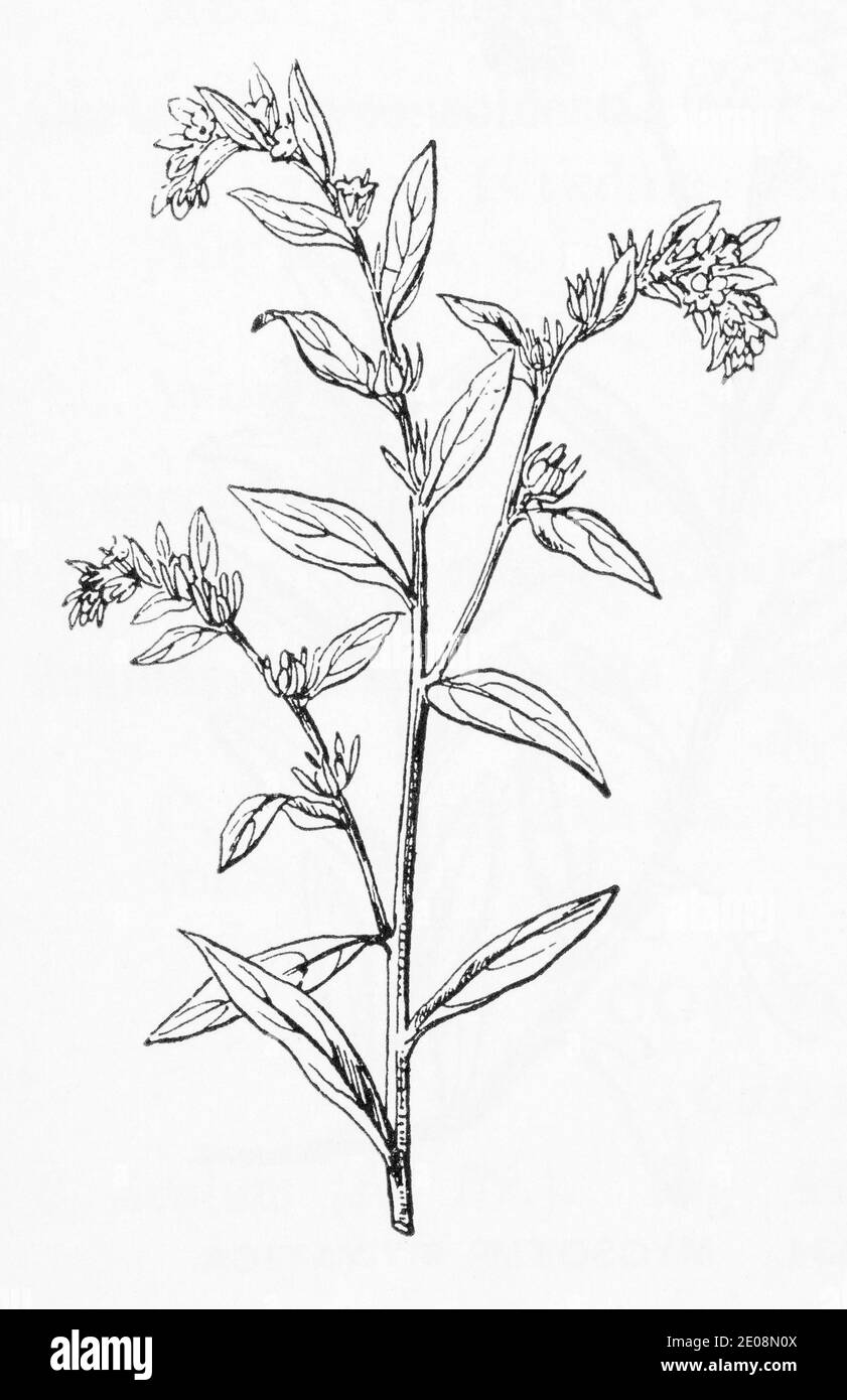 Old botanical illustration engraving of Lithospermum officinale / Gromwell. Traditional medicinal herbal plant. See Notes Stock Photo