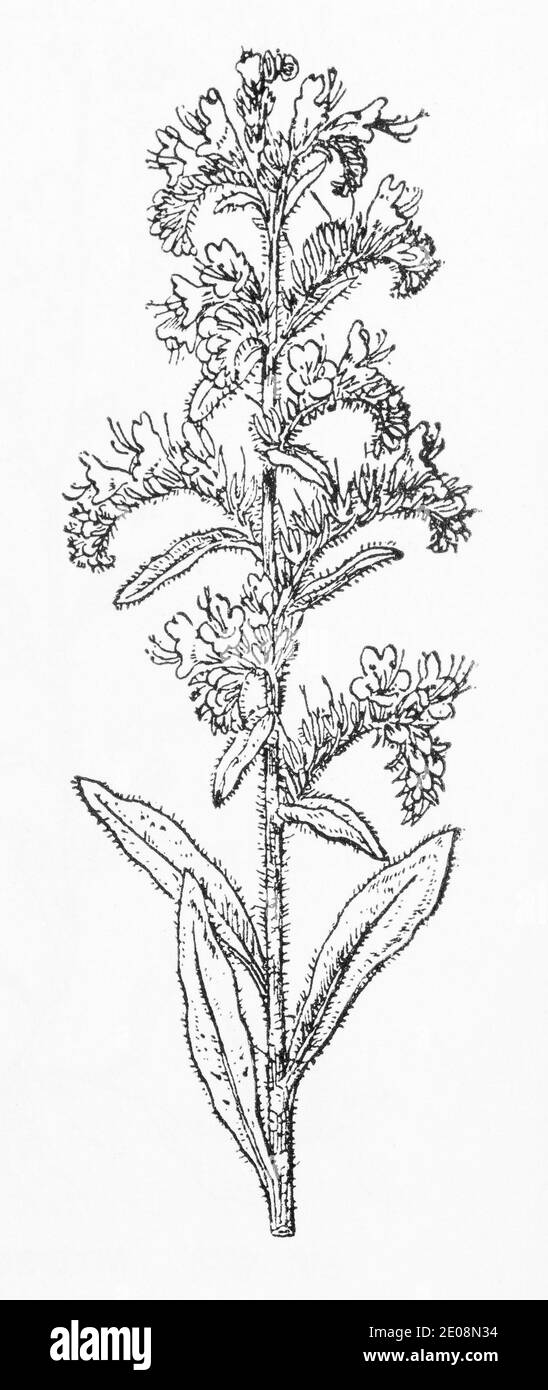 Old botanical illustration engraving of Echium vulgare / Viper's Bugloss. Traditional medicinal herbal plant. See Notes Stock Photo