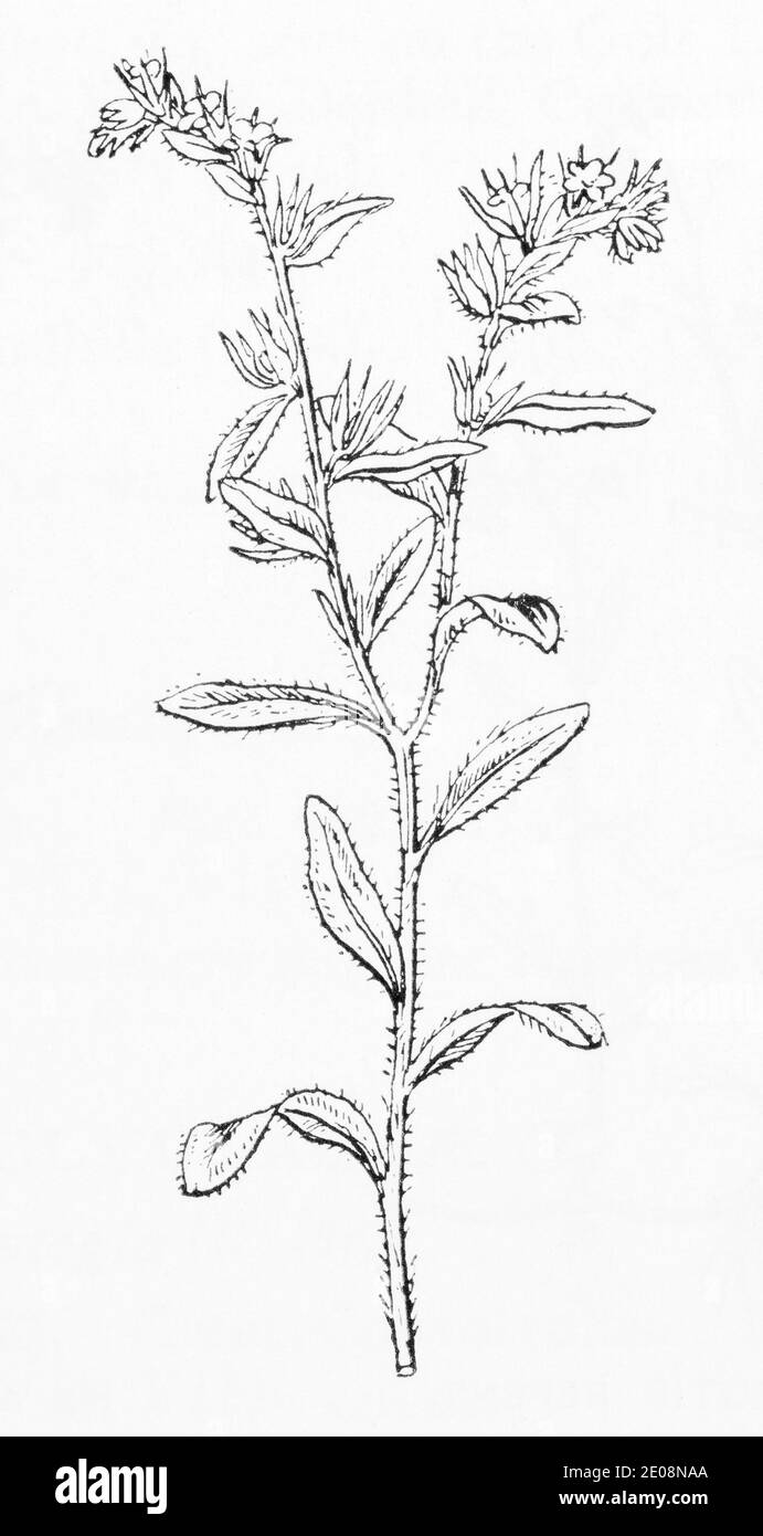 Old botanical illustration engraving of Field Gromwell, Gromwell / Buglossoides arvensis, Lithospermum arvense. See Notes Stock Photo
