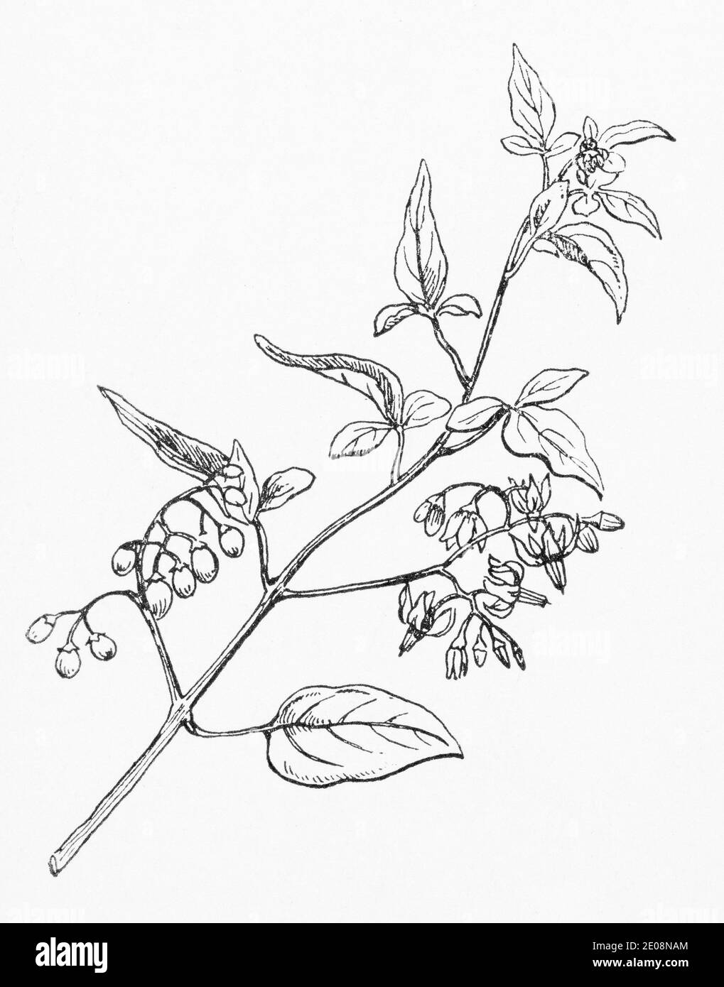 Old botanical illustration engraving of Solanum dulcamara / Woody Nightshade. Traditional medicinal herbal plant. See Notes Stock Photo
