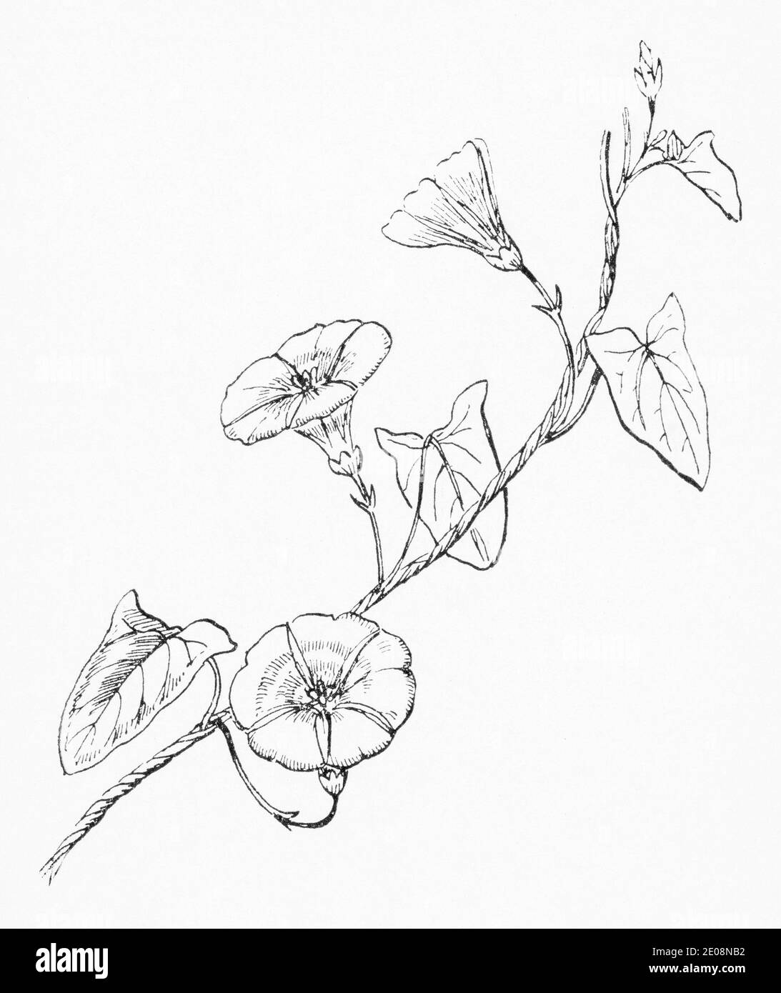 Old botanical illustration engraving of Convolvulus arvensis / Field