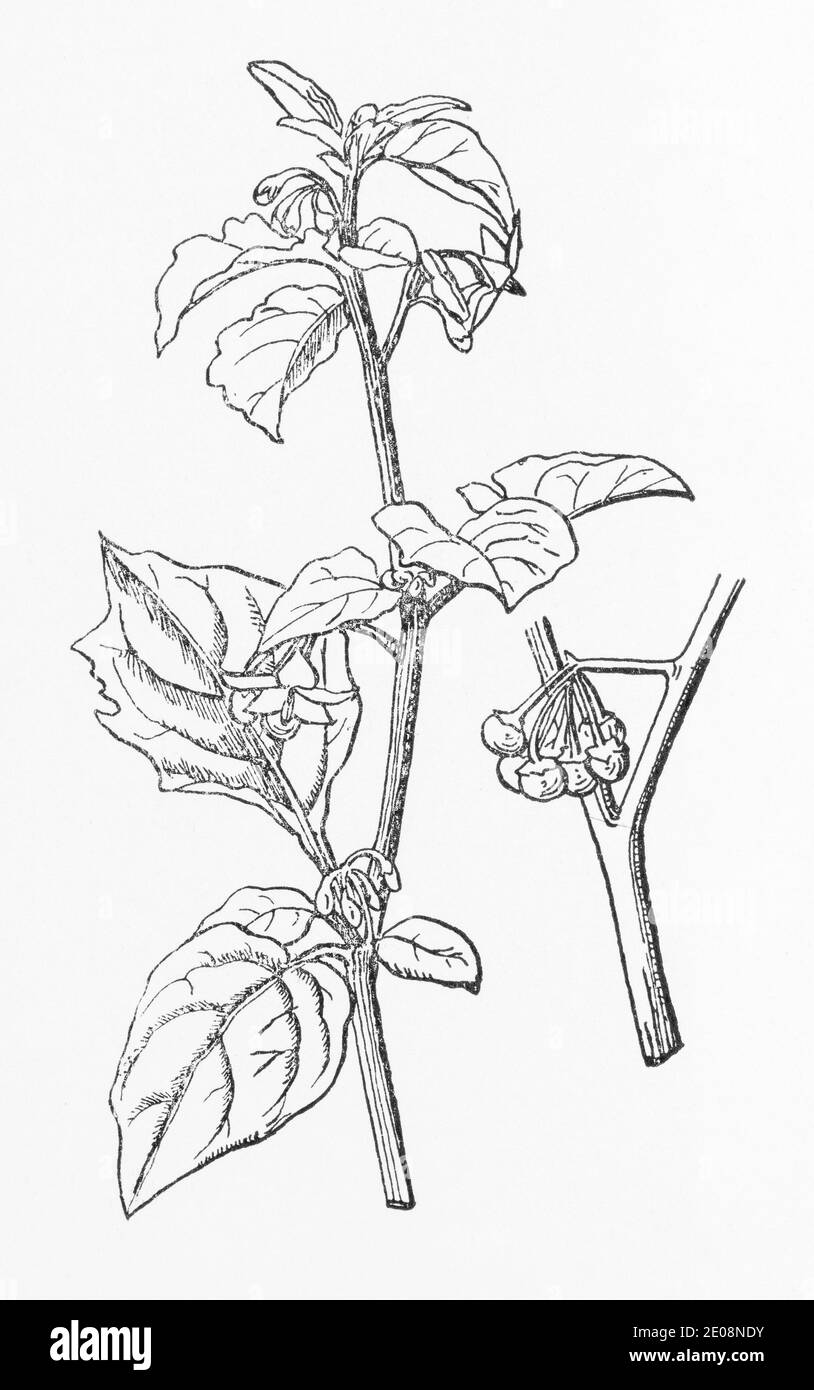 Old botanical illustration engraving of Solanum nigrum / Black Nightshade. Traditional medicinal herbal plant. See Notes Stock Photo