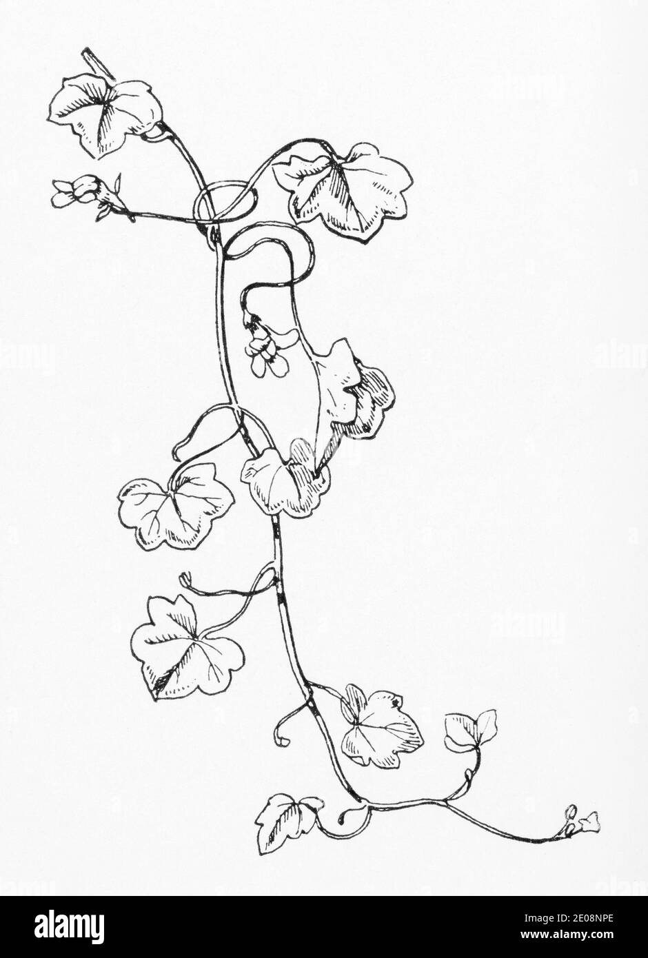 Old botanical illustration engraving of Cymbalaria muralis / Ivy-leaved Toadflax. Traditional medicinal herbal plant. See Notes Stock Photo