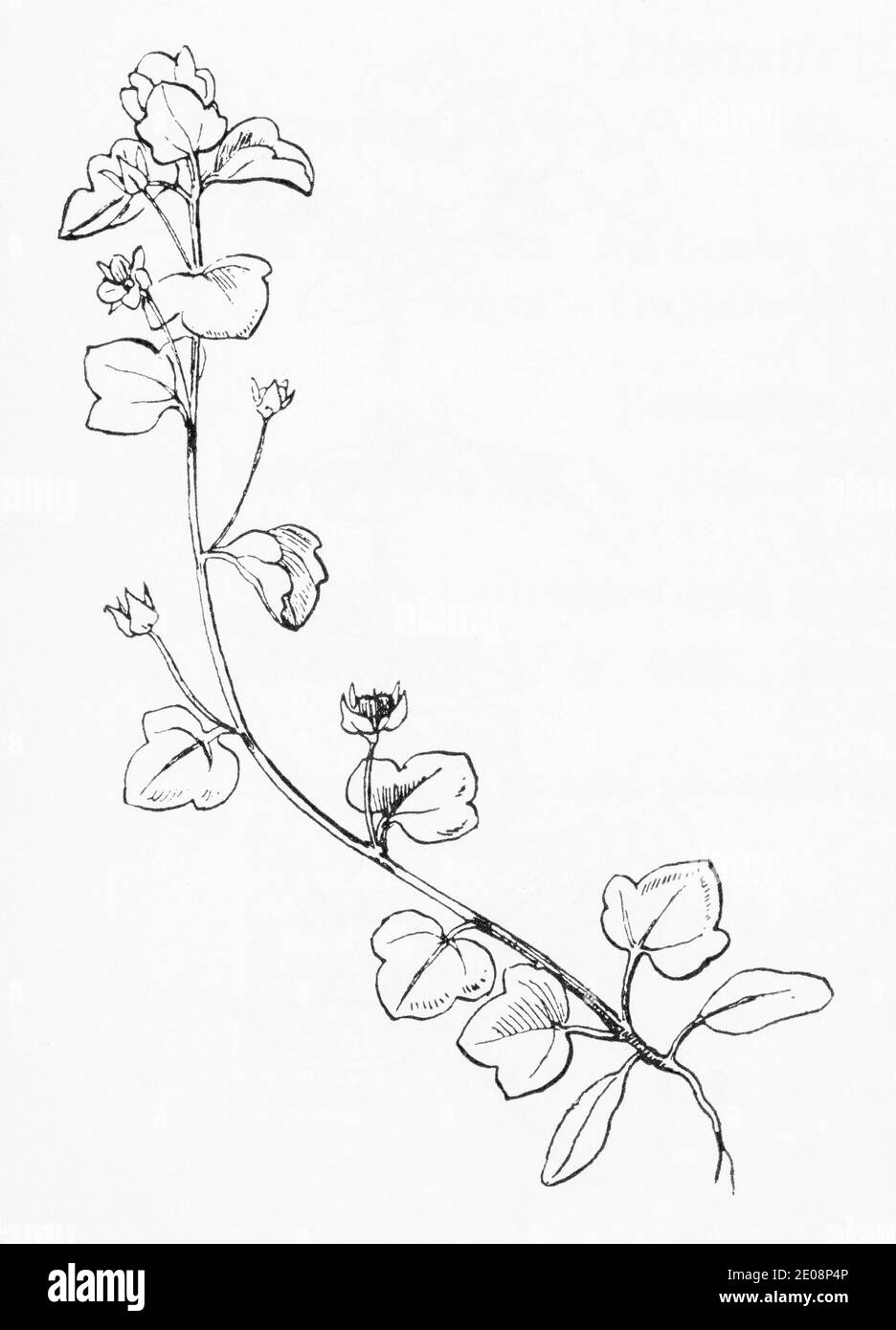 Old botanical illustration engraving of Ivy-leaved Speedwell / Veronica hederifolia. Traditional medicinal herbal plant. See Notes Stock Photo