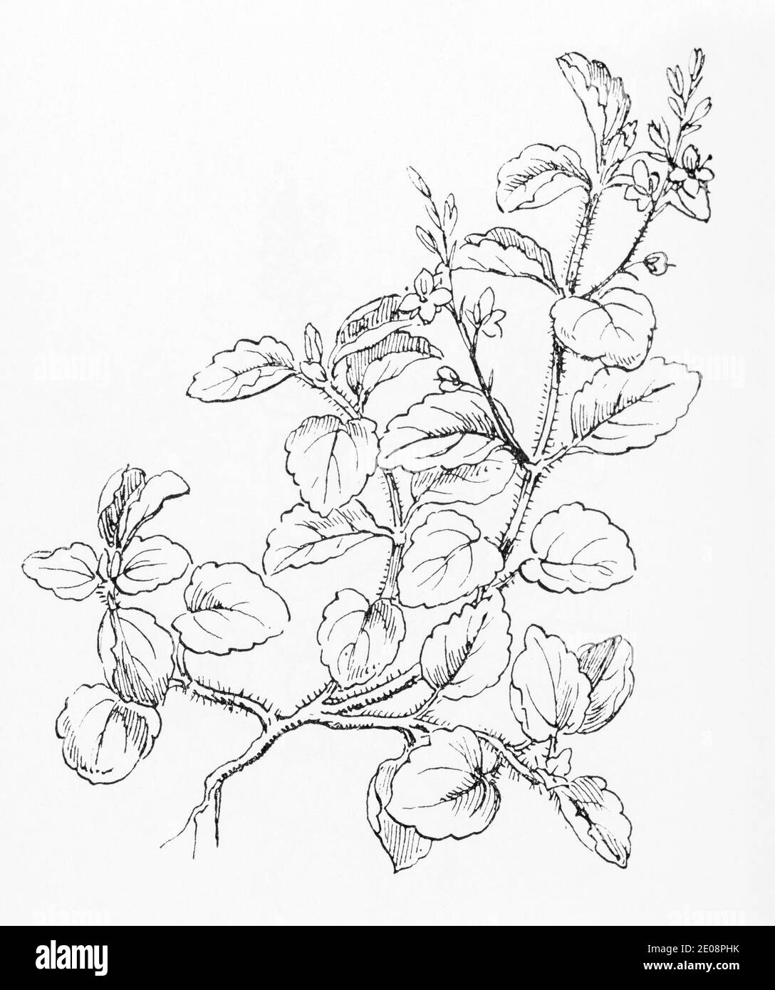 Old botanical illustration engraving of Mountain Speedwell, Wood Speedwell / Veronica montana. See Notes Stock Photo