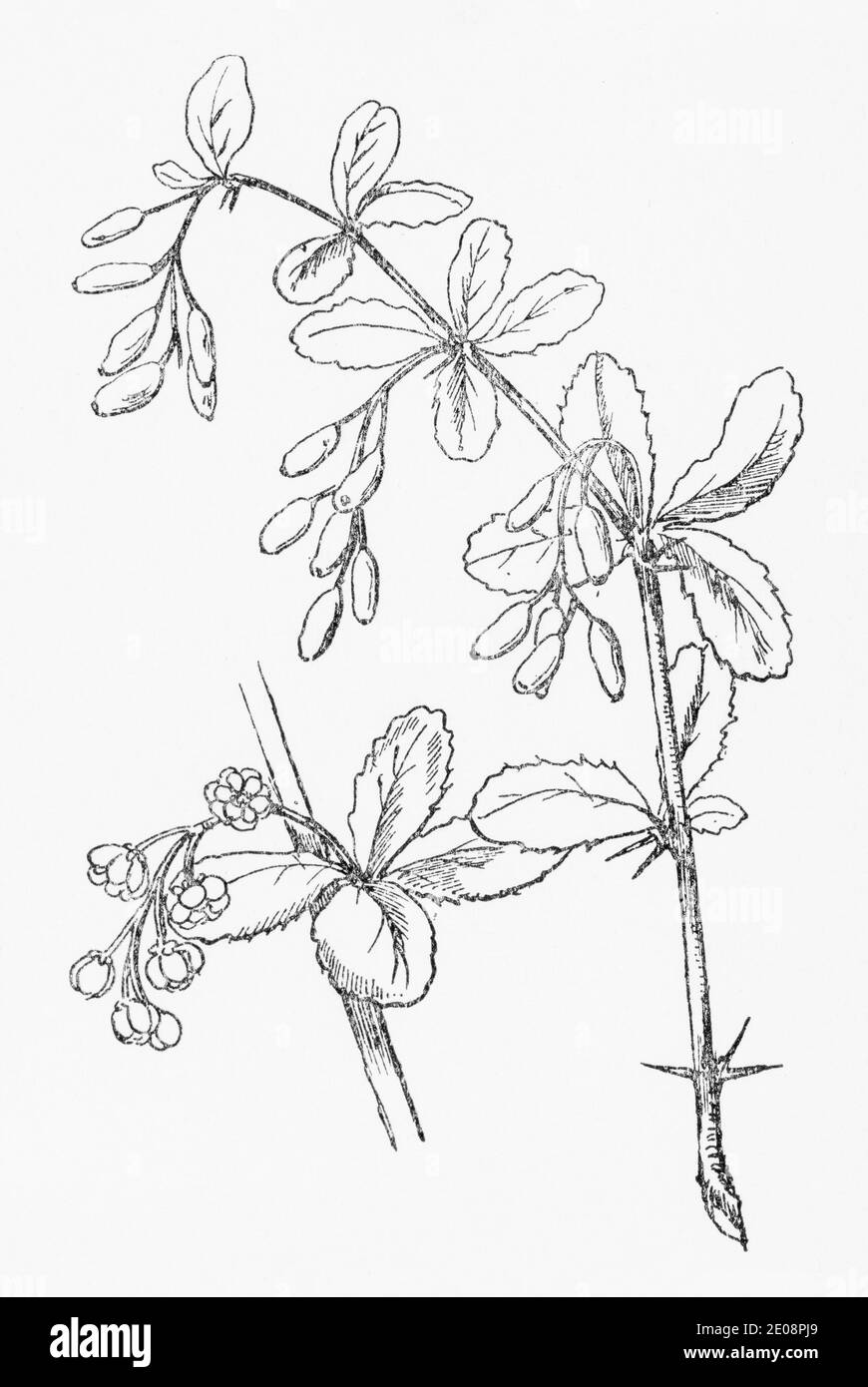 Old botanical illustration engraving of Potentilla sterilis / Barren Strawberry. Traditional medicinal herbal plant. See Notes Stock Photo