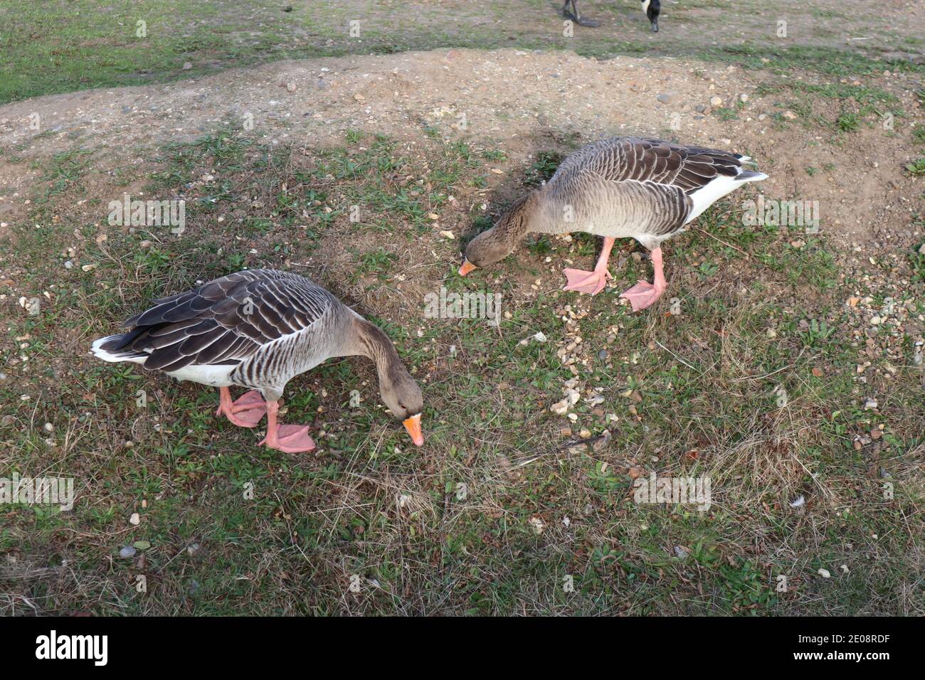 2 greylag geese grazing on a bank Stock Photo