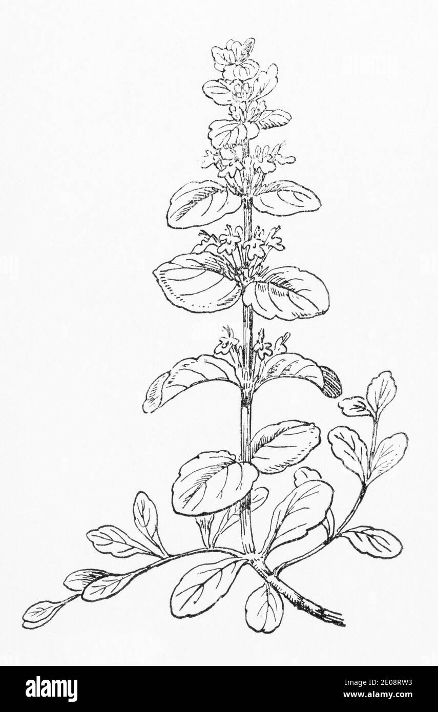 Old botanical illustration engraving of Ajuga reptans / Bugle.  Traditional medicinal herbal plant. See Notes Stock Photo