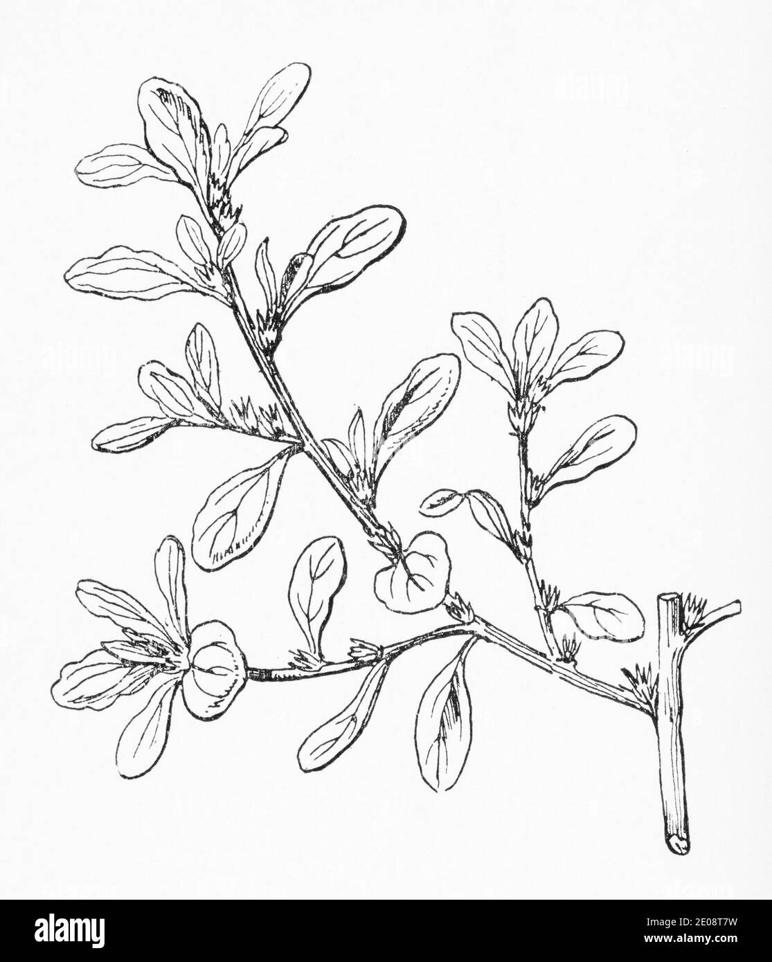 Old botanical illustration engraving of Amaranthus blitum / Shrubby seablite. See Notes Stock Photo