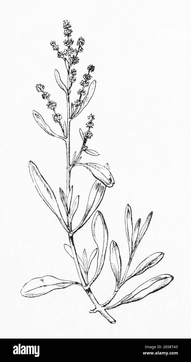 Old botanical illustration engraving of Atriplex portulacoides / Sea Purslane. Traditional medicinal herbal plant. See Notes Stock Photo