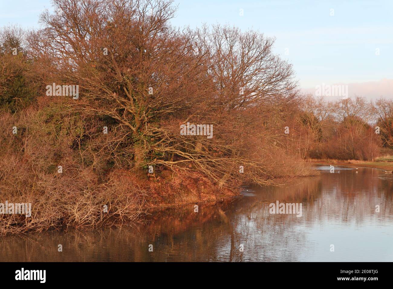 Island on Alexandra Lake, Wanstead Flats, London Stock Photo Alamy