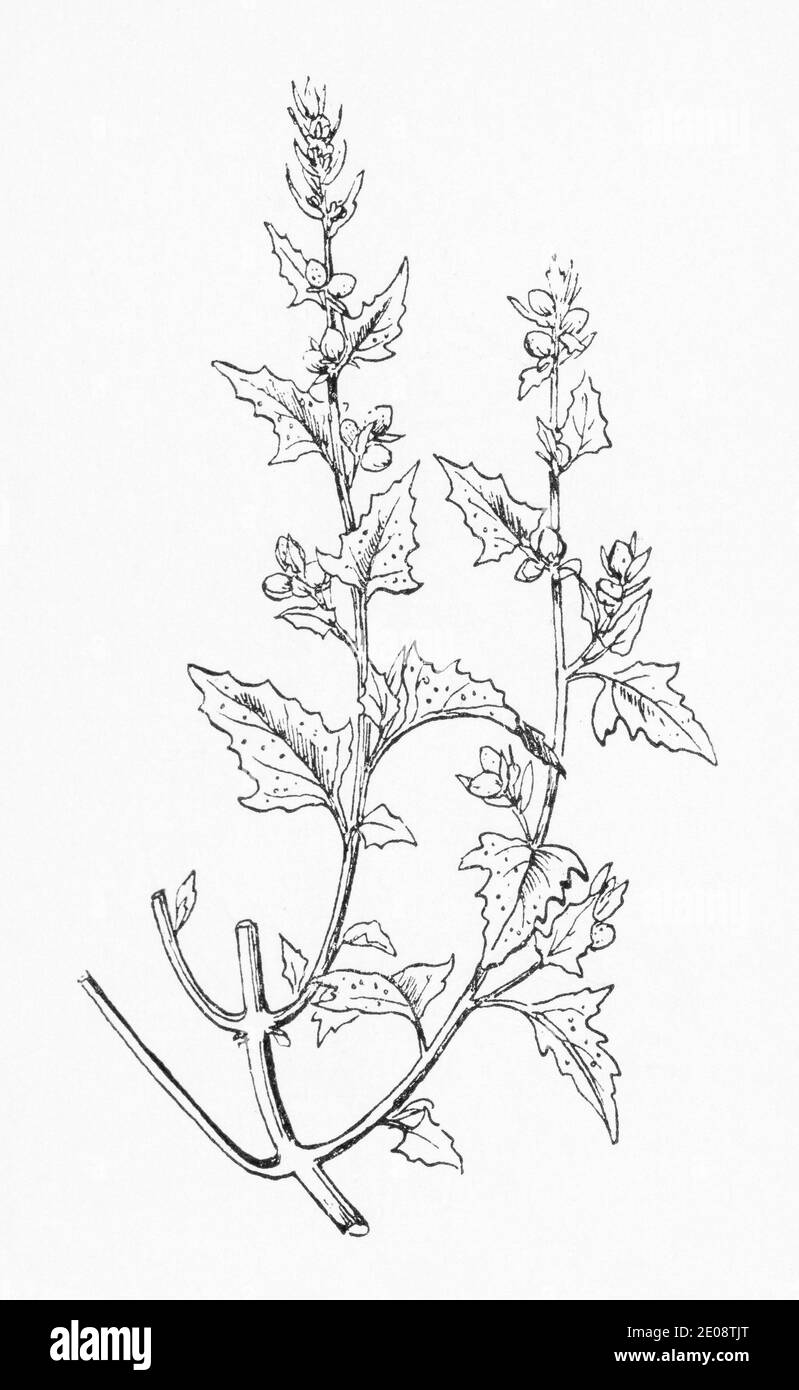 Old botanical illustration engraving of Atriplex glabriuscula / Atriplex babingtonii - Babington's Orache, See Notes Stock Photo
