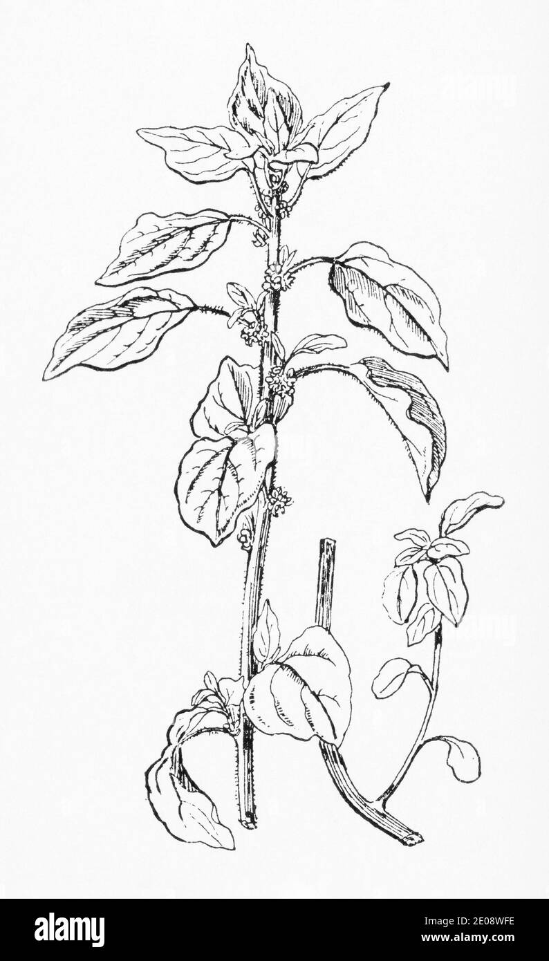 Old botanical illustration engraving of Parietaria officinalis / Pellitory of the Wall. Traditional medicinal herbal plant. See Notes Stock Photo