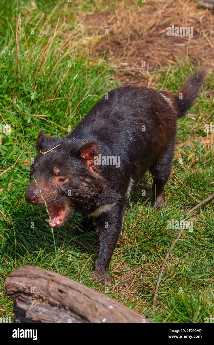 Sarcophilus harrisii known as Tasmanian devil in Australia Stock Photo