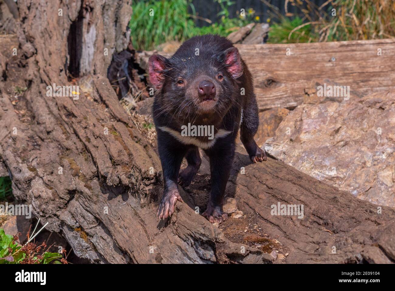 Sarcophilus harrisii known as Tasmanian devil in Australia Stock Photo