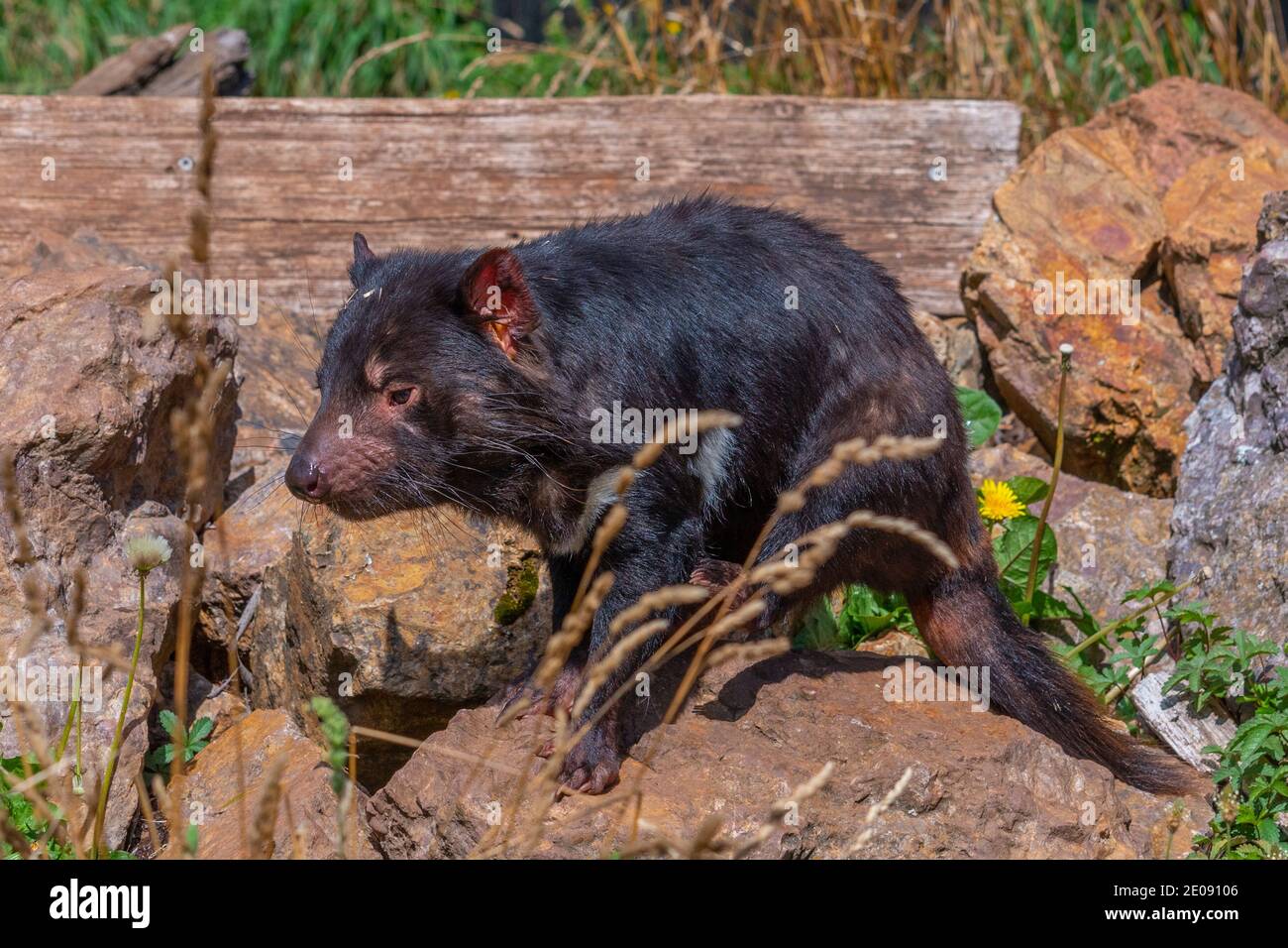 Sarcophilus harrisii known as Tasmanian devil in Australia Stock Photo