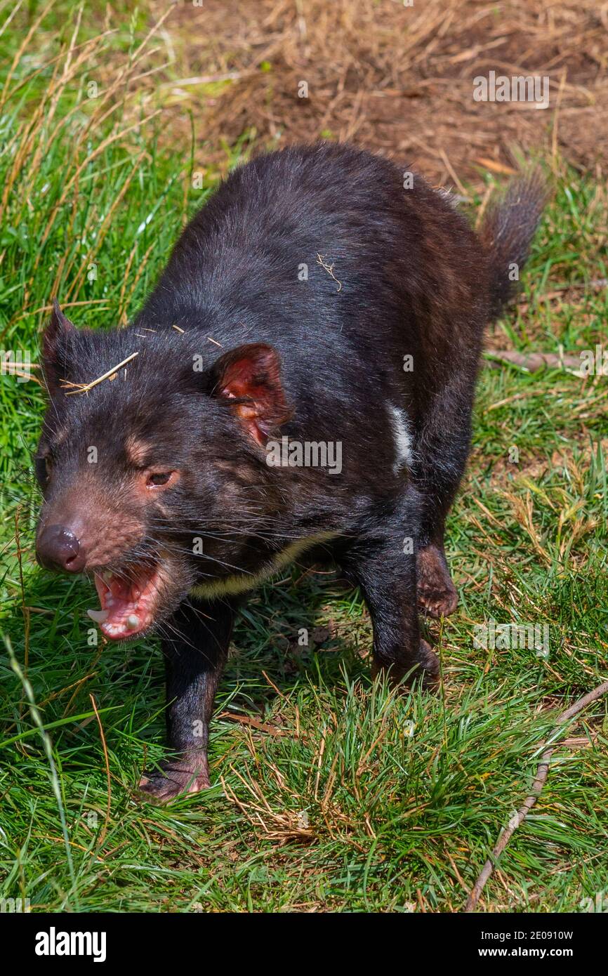 Sarcophilus harrisii known as Tasmanian devil in Australia Stock Photo