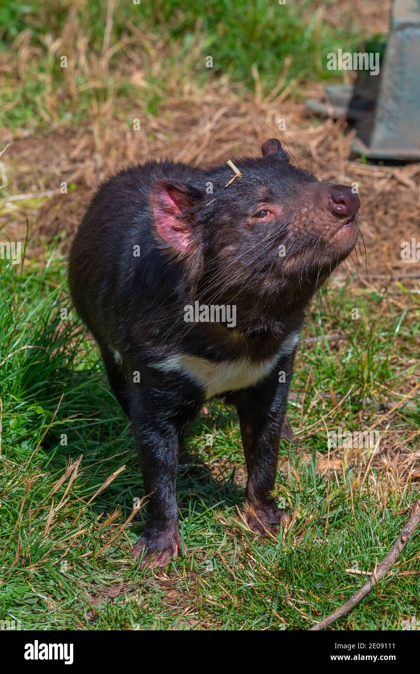 Sarcophilus harrisii known as Tasmanian devil in Australia Stock Photo