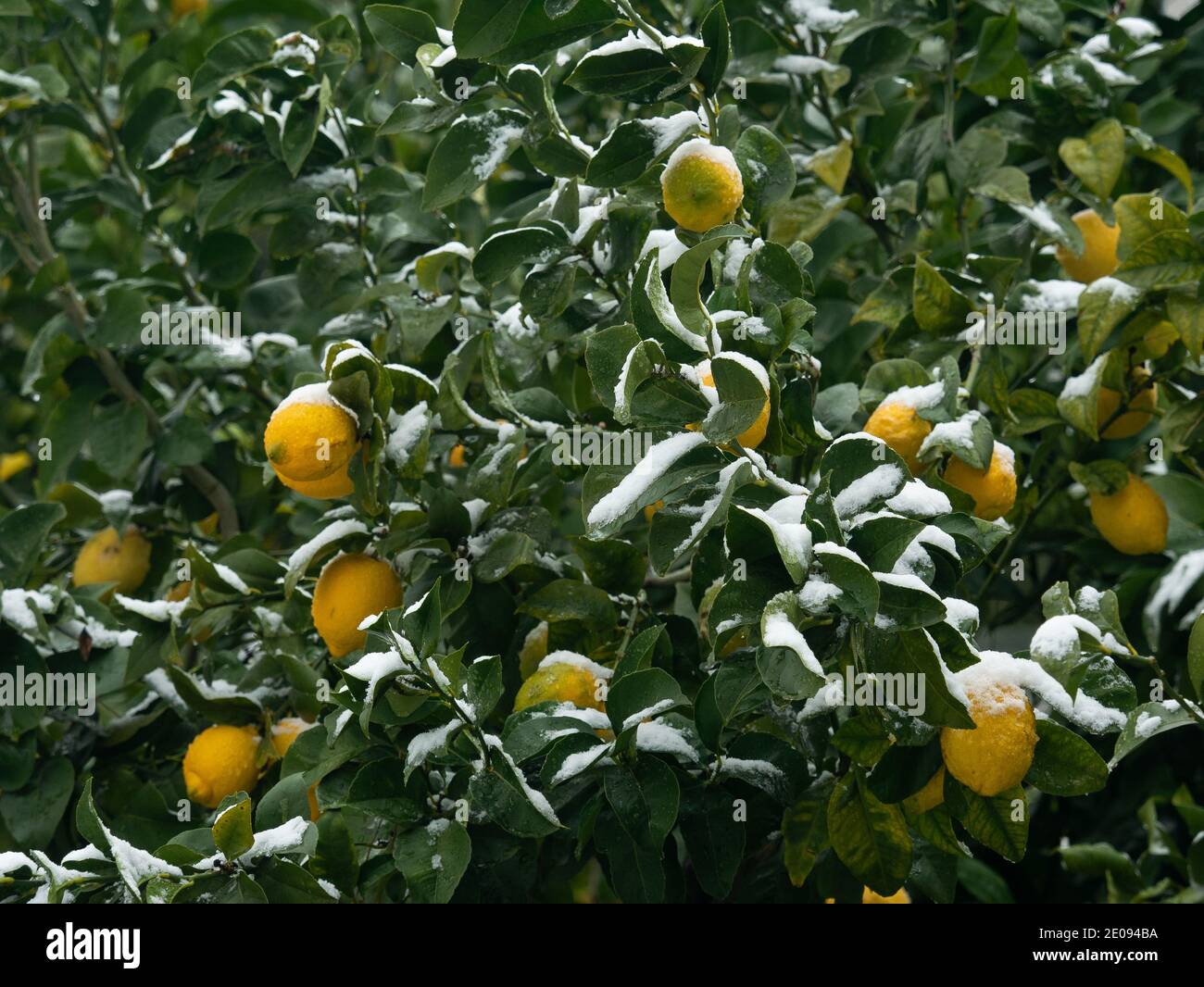 Group of organic yellow ripe lemon fruits on a tree branch covered with
