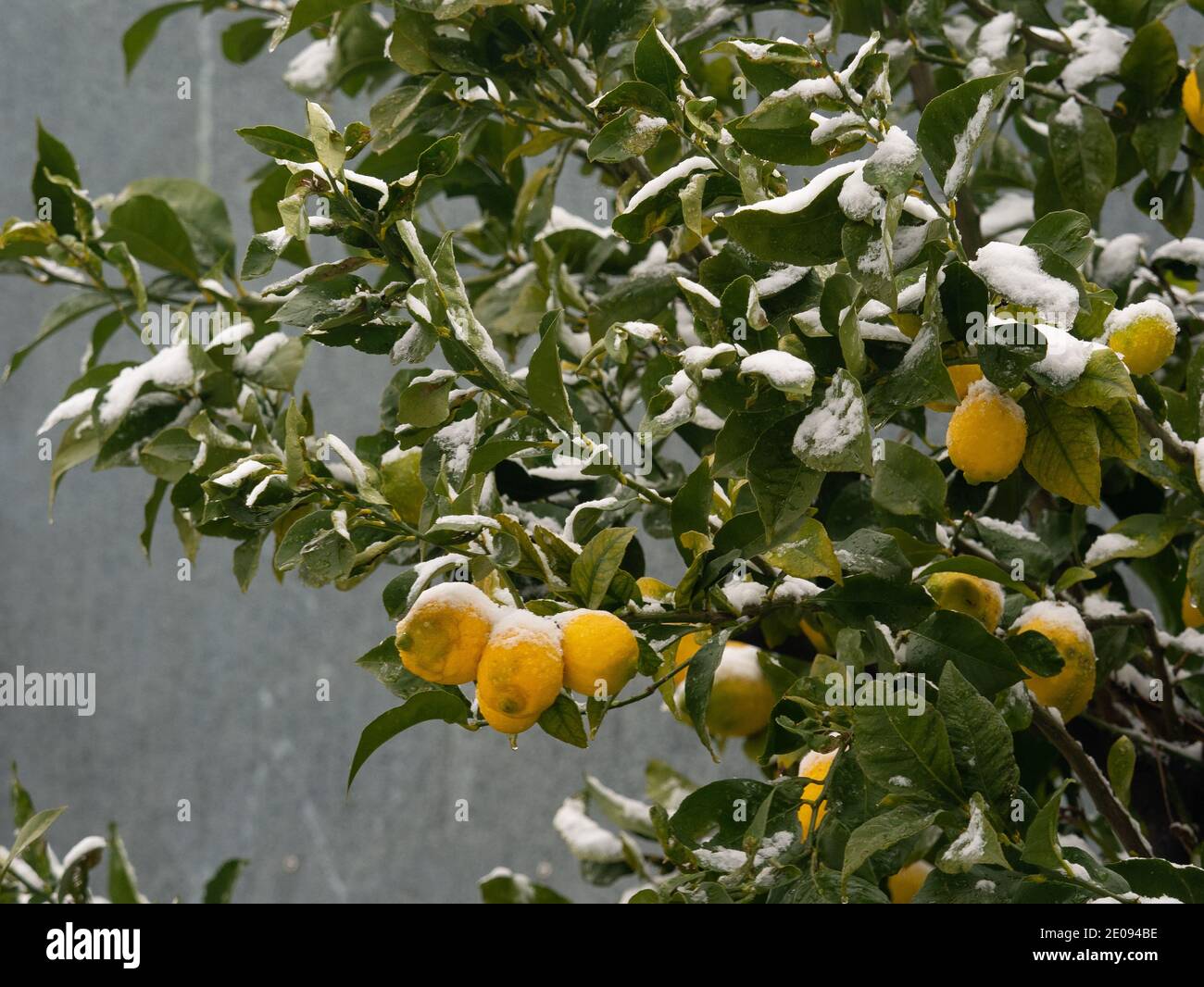 Group of organic yellow ripe lemon fruits on a tree branch covered with