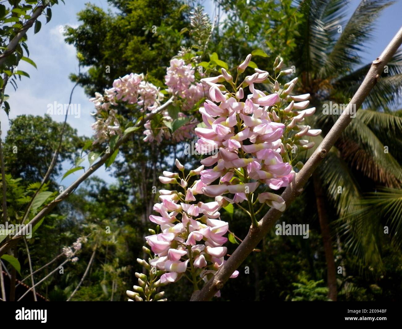 Bunch of poisonous pink wild flowers Stock Photo
