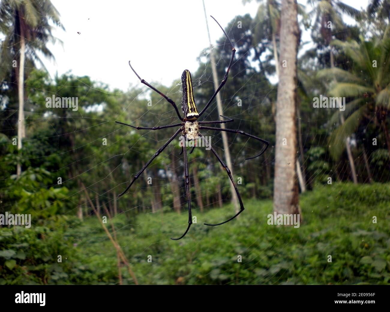 A female giant Golden Orb Weaver (Nephila Pilipes)or Banana spider or giant wood spider on it's web Stock Photo