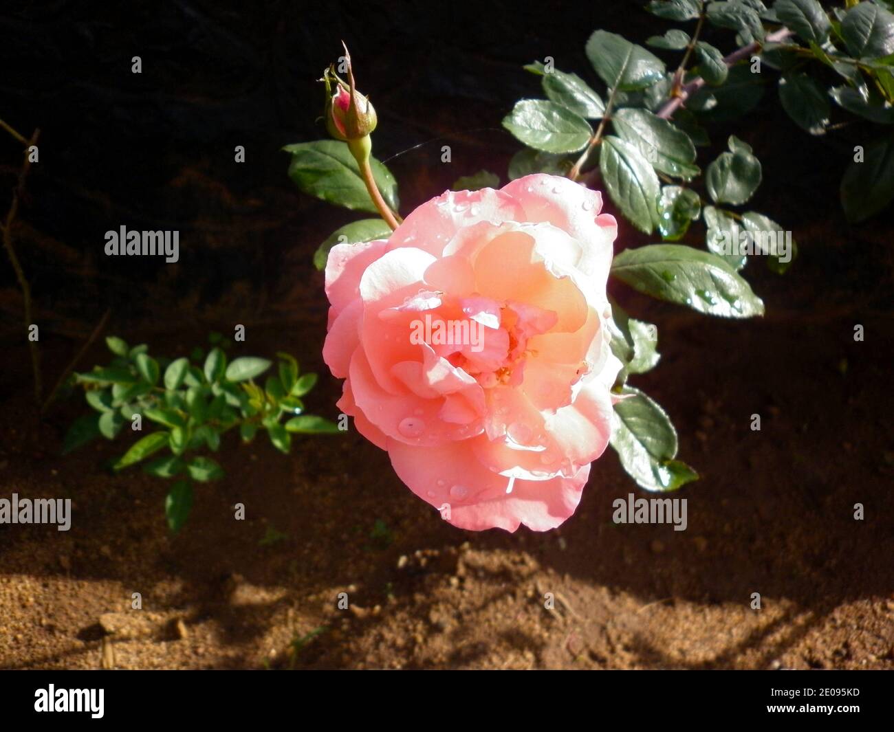 A pink color rose flower and rose bud in the garden Stock Photo