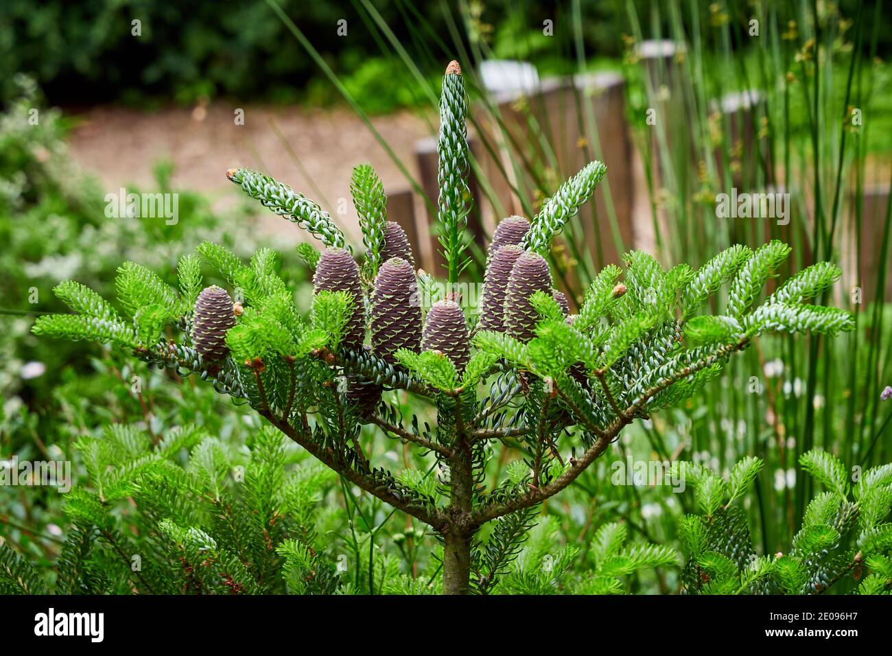 Young Pine tree with cones Stock Photo