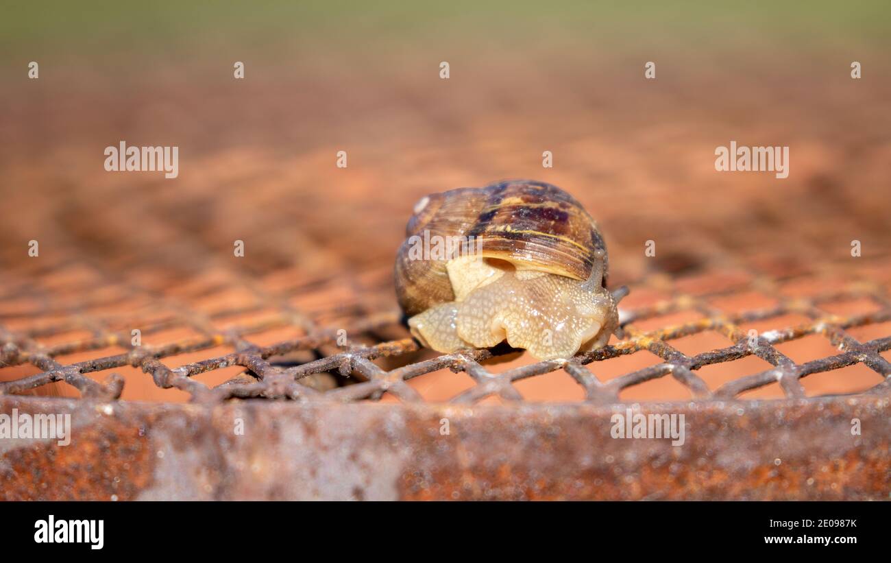 Snail slime trail hires stock photography and images Alamy