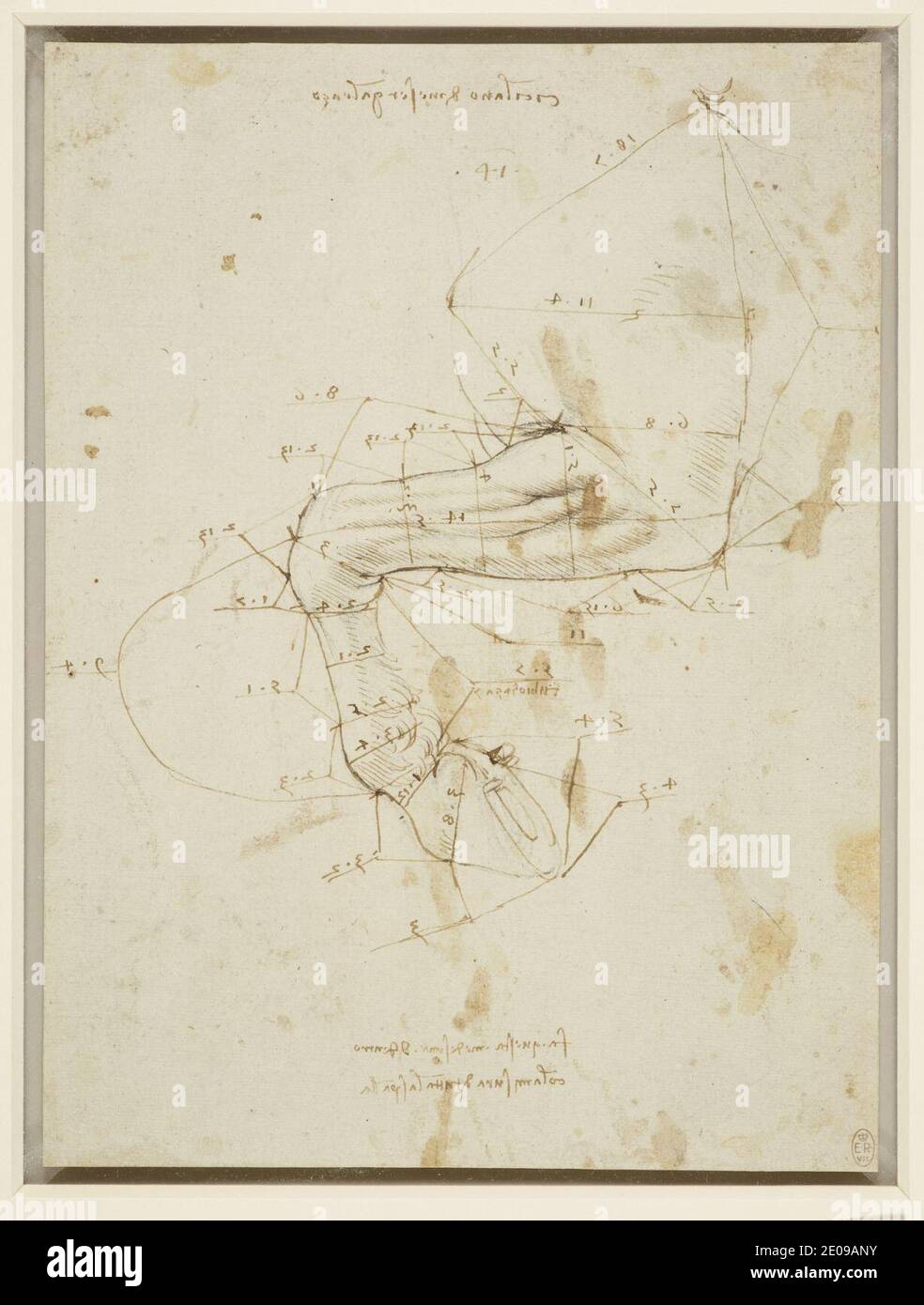 Leonardo da Vinci - A horse's left foreleg, with measurements c.1490-92 ...