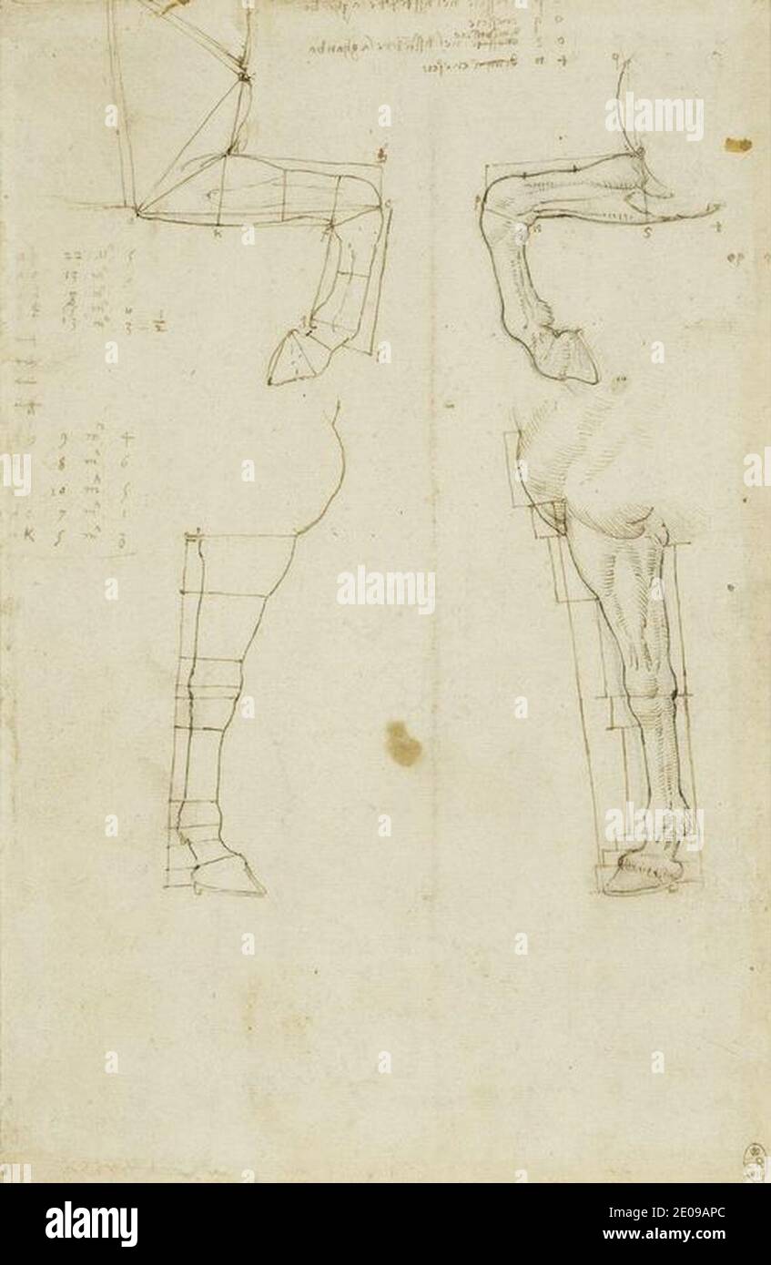 Leonardo da Vinci - Horses' fore-legs divided by lines c.1517-18. Stock Photo