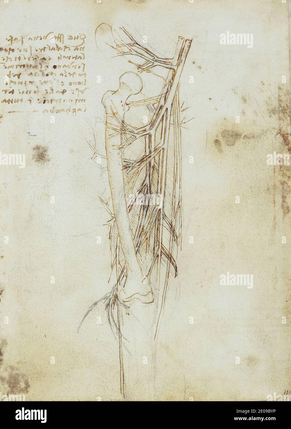 Leonardo da Vinci - Recto The vessels of the upper leg. Stock Photo