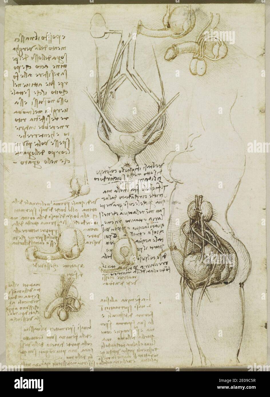 Leonardo da Vinci - Verso The male and female reproductive systems c ...