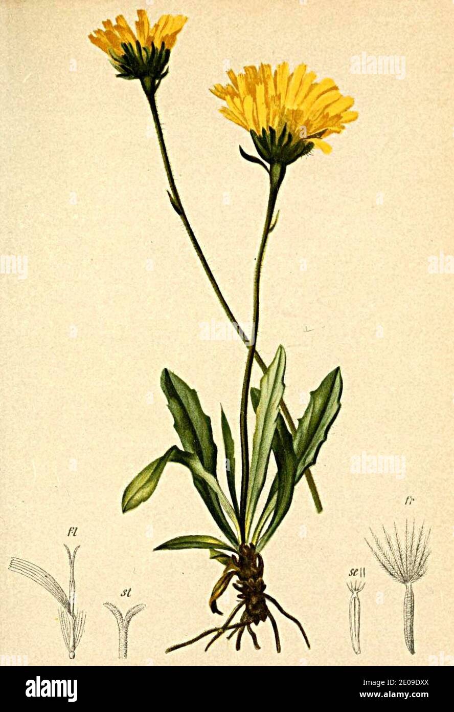 Leontodon pyrenaicus Atlas Alpenflora. Stock Photo