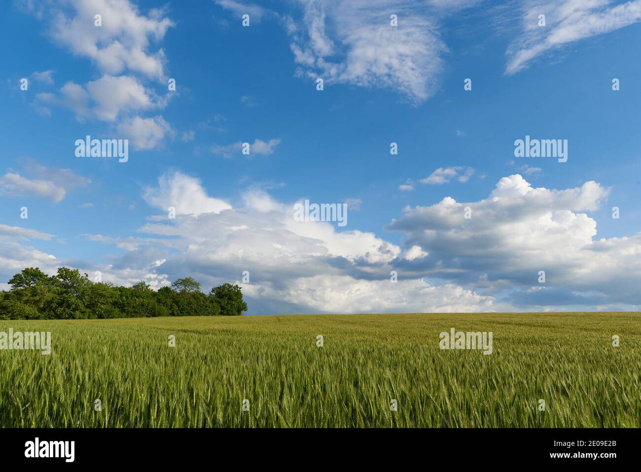 Clouds over the green wheat field in summer Stock Photo - Alamy