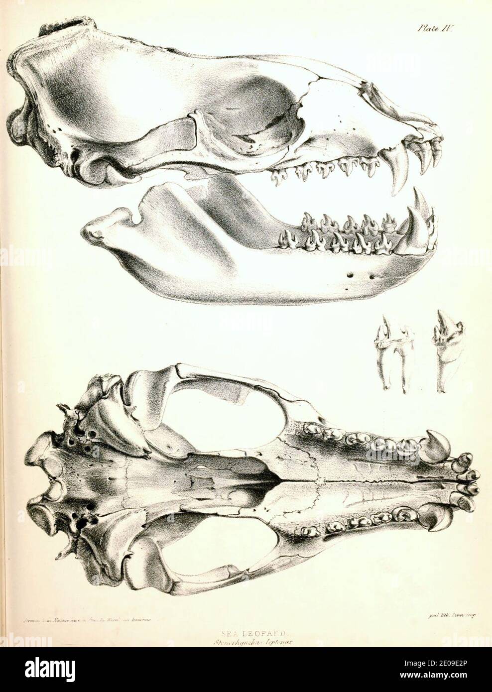 Leopard Seal skull 1844 Stock Photo Alamy