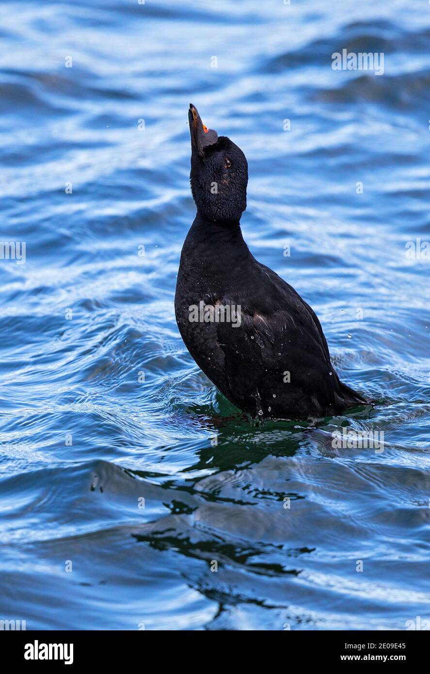 Common Scoter (Melanitta nigra), courtship display of male swimming in Baltic Sea, Mecklenburg-Western Pomerania, Germany Stock Photo