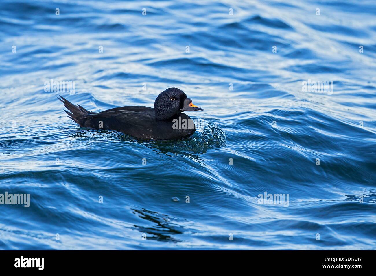 Trauerente (Melanitta nigra) schwimmendes Männchen, Mecklenburg-Vorpommern, Deutschland Stock Photo