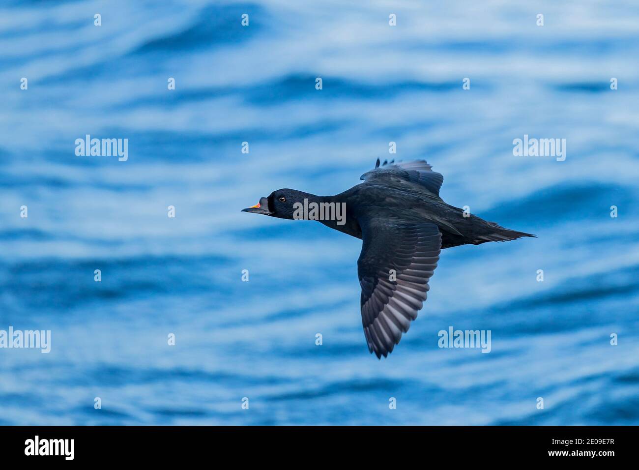 Common Scoter (Melanitta nigra) male flying, Mecklenburg-Western Pomerania, Germany Stock Photo